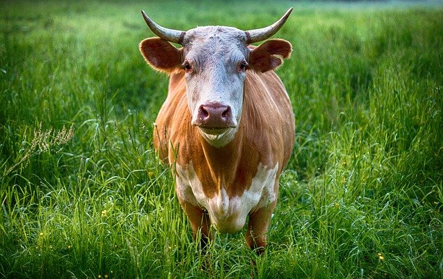 Why is the SegWit adoption rate bullish
