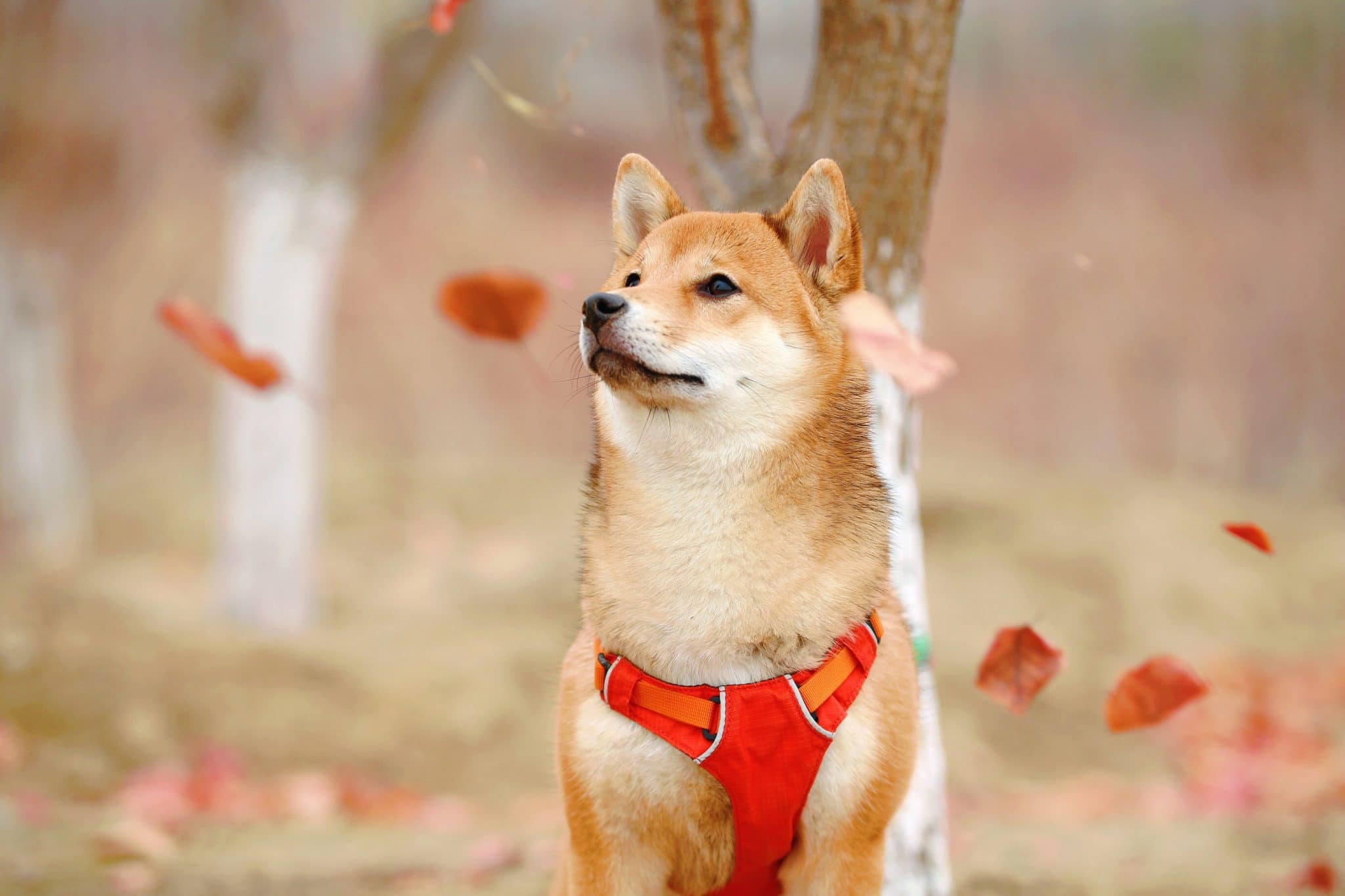 Everything You Need To Know About The Latest Meme Coin: Shiba Inu