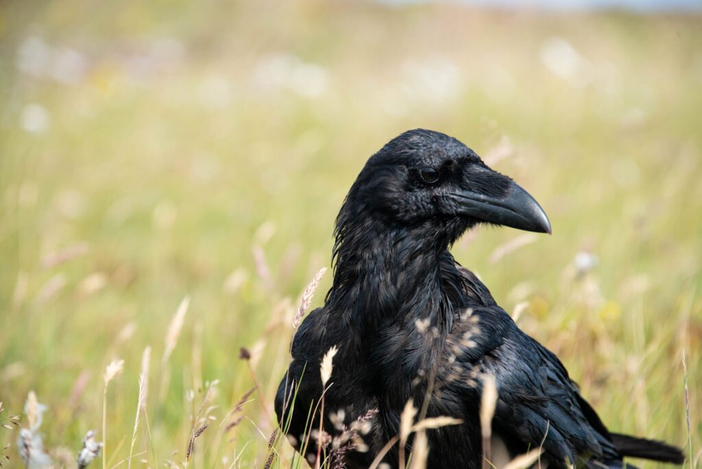 Another New Coin on the Block: What is Ravencoin?