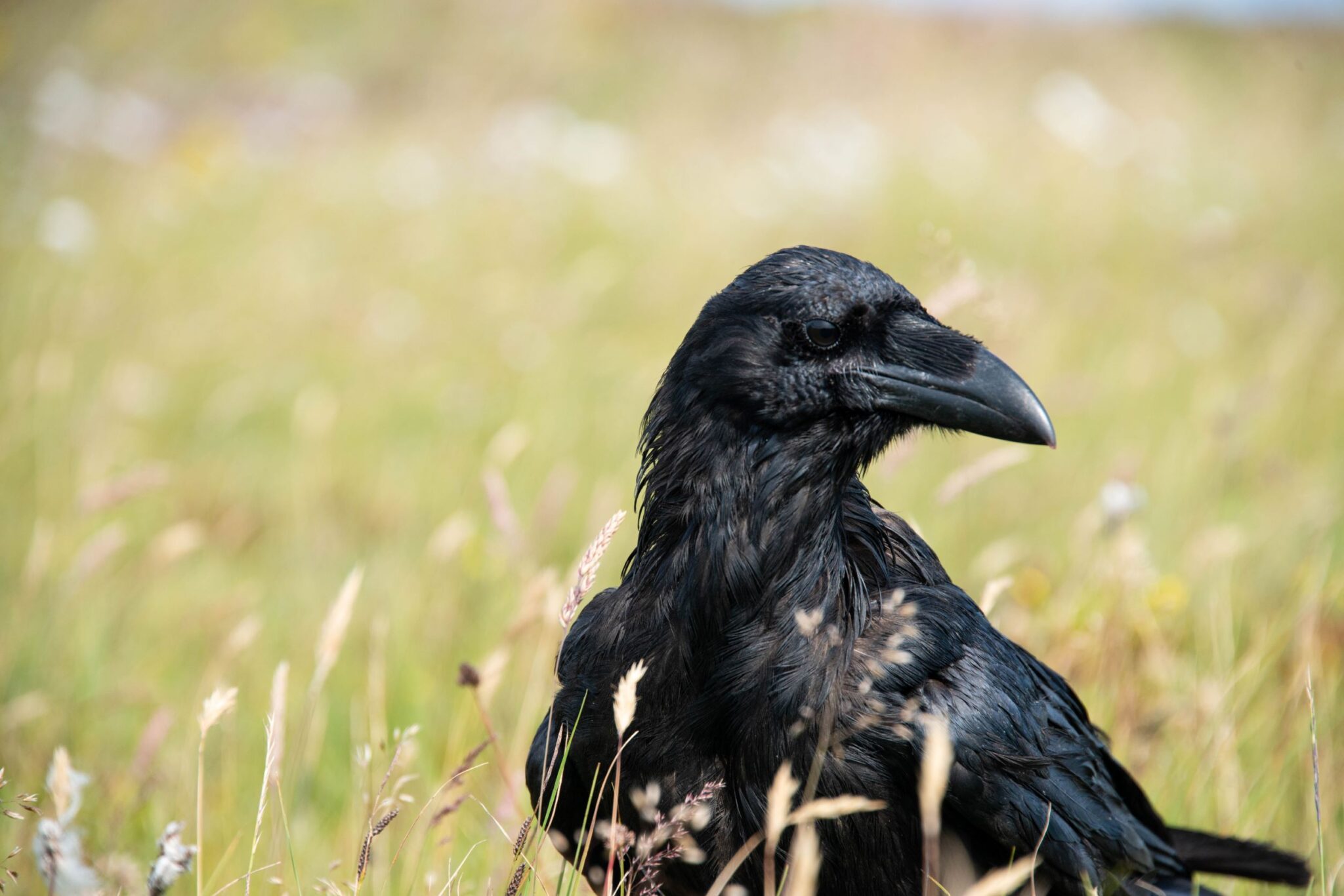 Another New Coin on the Block: What is Ravencoin?