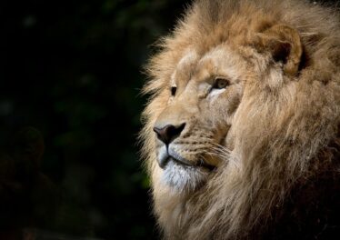 Crypto zoo