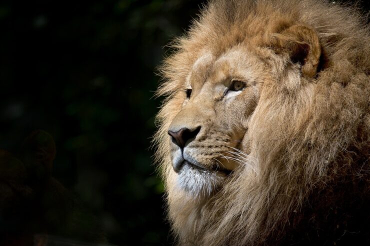 Crypto zoo